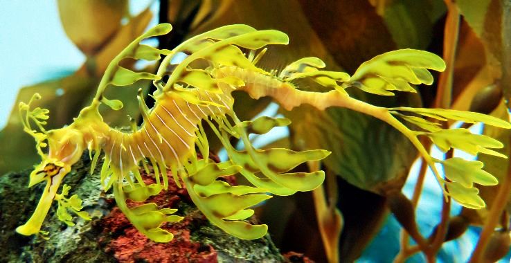 Leafy Sea-dragon